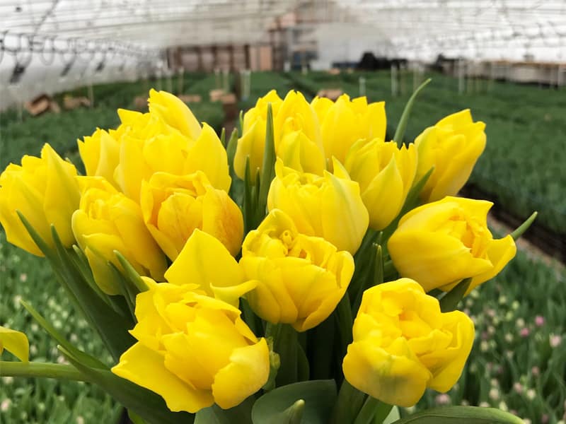 Букет желтых тюльпанов на 8 марта