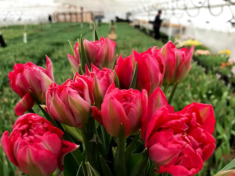 Букет розовых тюльпанов на 8 марта