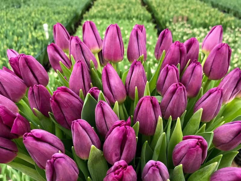 Фиолетовые тюльпаны на 8 марта