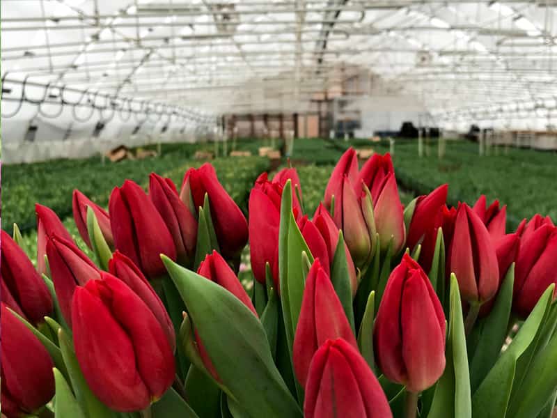 Красные тюльпаны к 8 марта