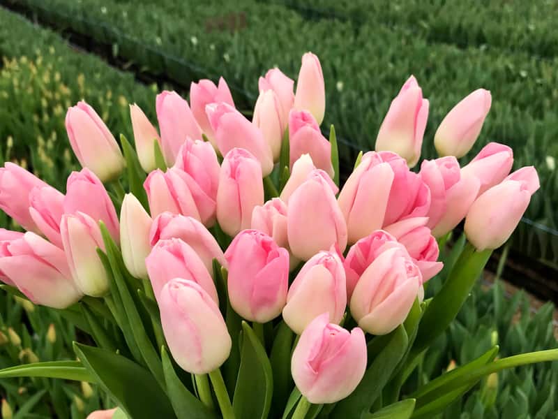 Розовые тюльпаны к 8 марта